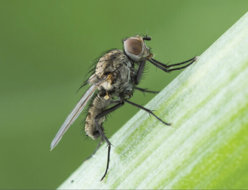 Uienvlieg signalering