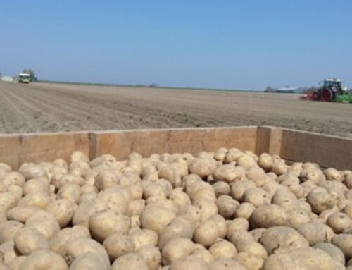 Themadag aardappelen